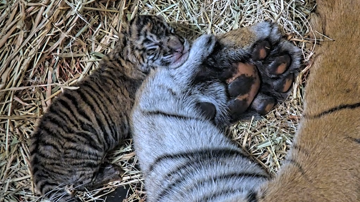 All you need to Know about the Tiger Cub