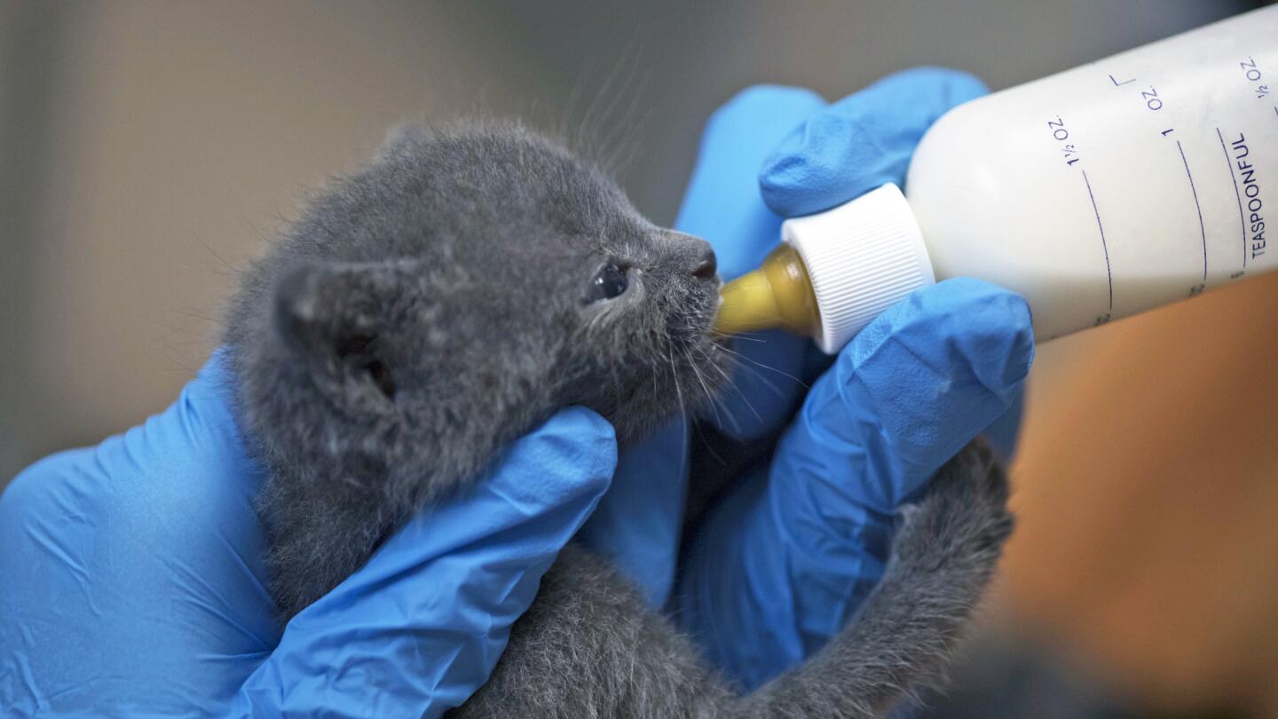 A kitten named Baba Ganoush is bottle fed at the Best Friends Animal Society in Mission Hills.