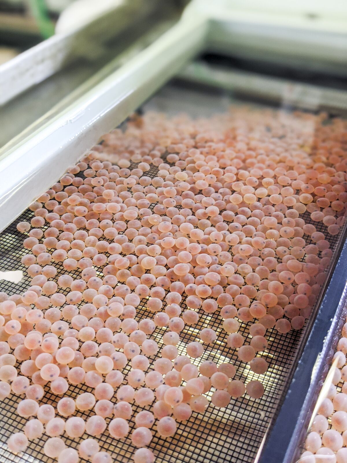 A layer of pink salmon roe covers a screen.