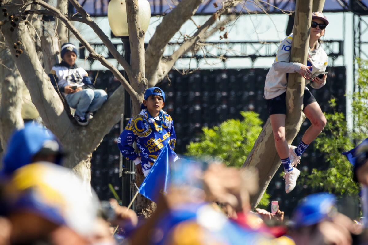  Fans climb on trees to watch the Rams victory parade.