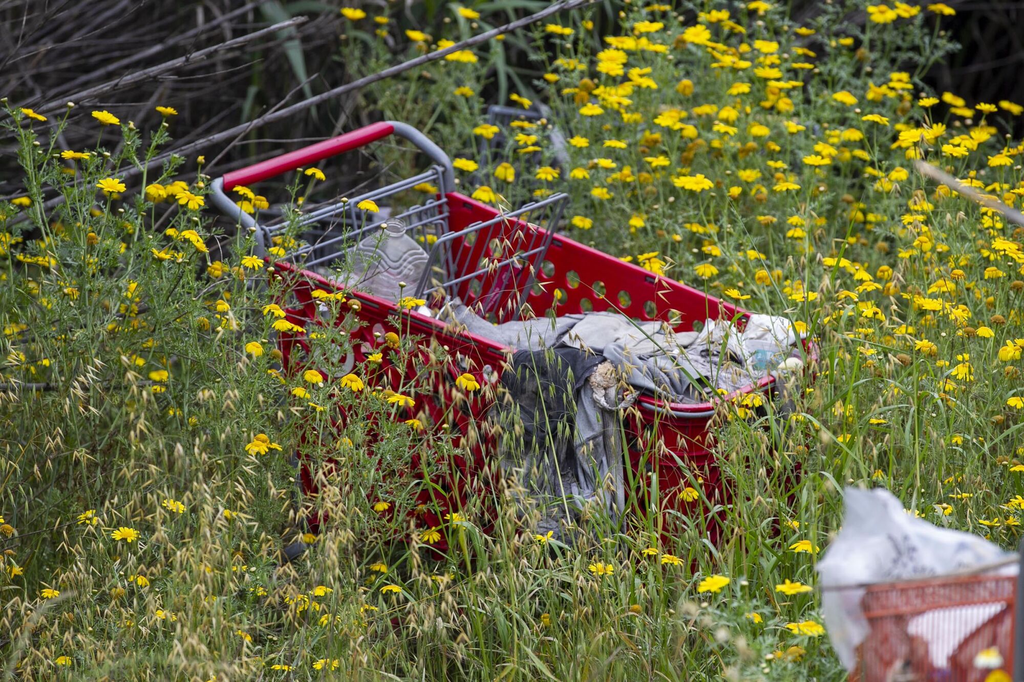 A shopping cart rested amongst growth in the "The Jungle" on Thursday, April 30, 2020.