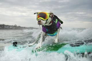 San Diego, CA, September 10, 2023: Faith, a pitbull turns her board around while surfing in the 18th annual 
