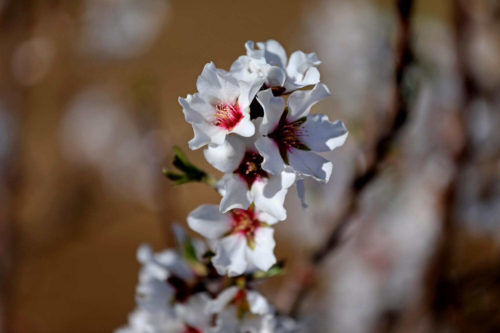A closeup of almond blossoms.