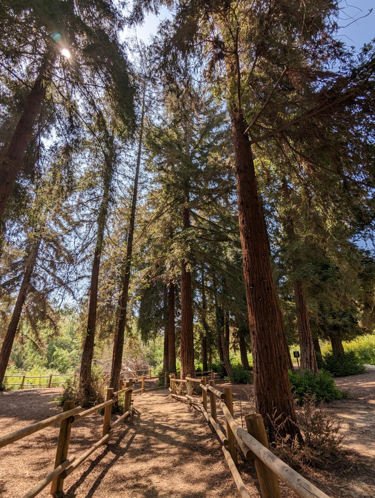 A grove of coastal redwoods in Carbon Canyon Regional Park, photographed in May 2023.