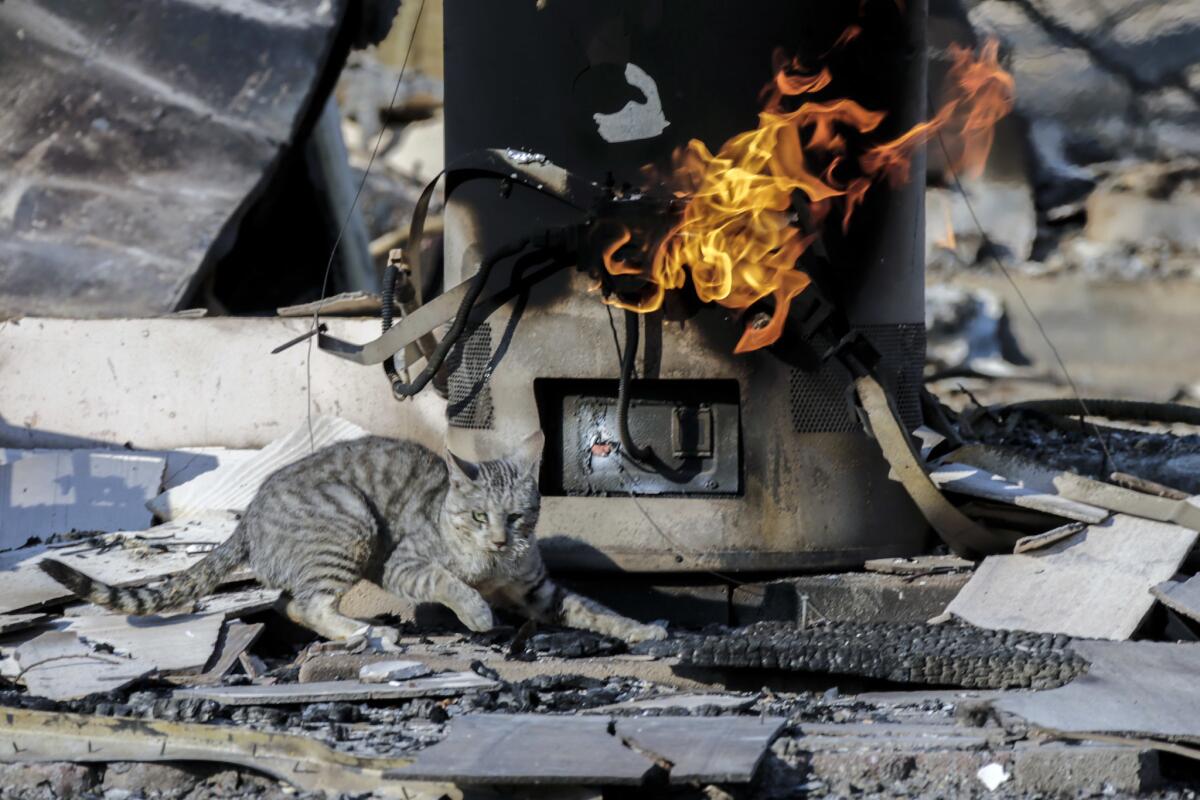 A cat jumps way from hot surface and flames emitting at still smoldering structure on Hess Road in Phelan.