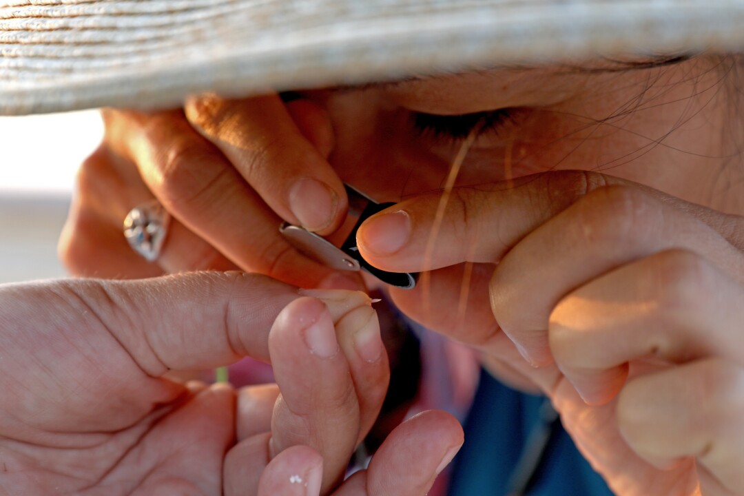 Maria Jesus peers through a magnifying glass looking for seeds of the endangered Amargosa niterwort plant.