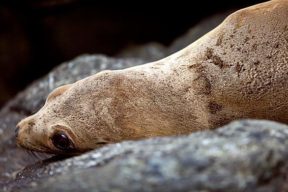 Malnourished sea lion pup