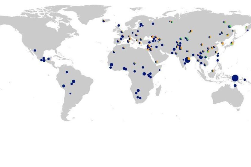 This world map shows the sites and frequencies of Neanderthal-like DNA found in a set of human immunity genes. The orange represents findings of DNA from Neanderthals, and the blue indicates DNA unique to modern humans. The green represents DNA from a sister group to Neanderthals called Denisovians.