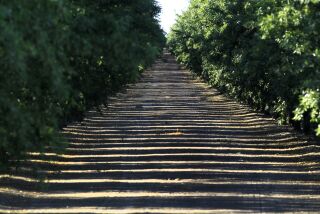 COALINGA- June 18, 2014: Almond trees cast shadows in an orchard June 18 2014 in the West San Joaquin Valley. (Brian van der Brug / Los Angeles Times)