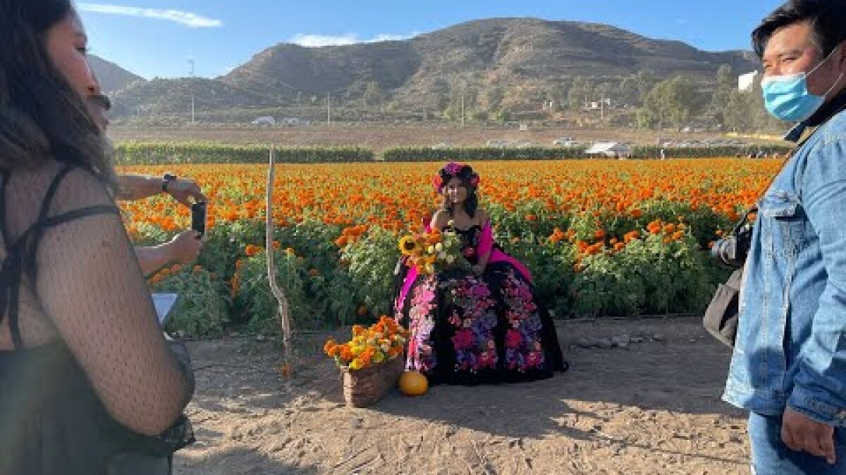 Campos de cempasúchil en Baja California se vuelven atracción - Los Angeles  Times