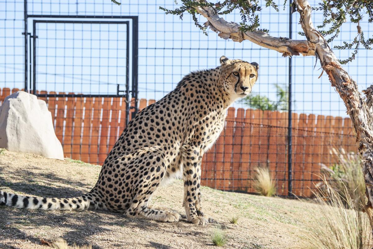 Hasani, a male cheetah at Wild Wonders wildlife conservation and education center in Bonsall.
