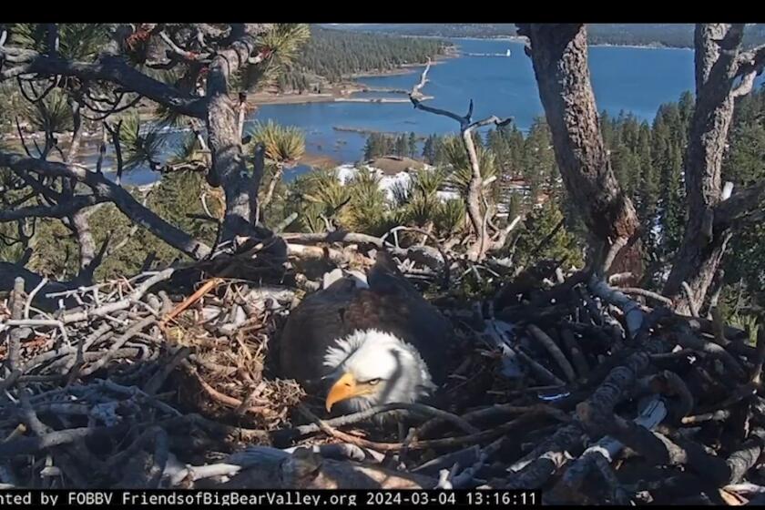 Shadow defends the nest in Big Bear