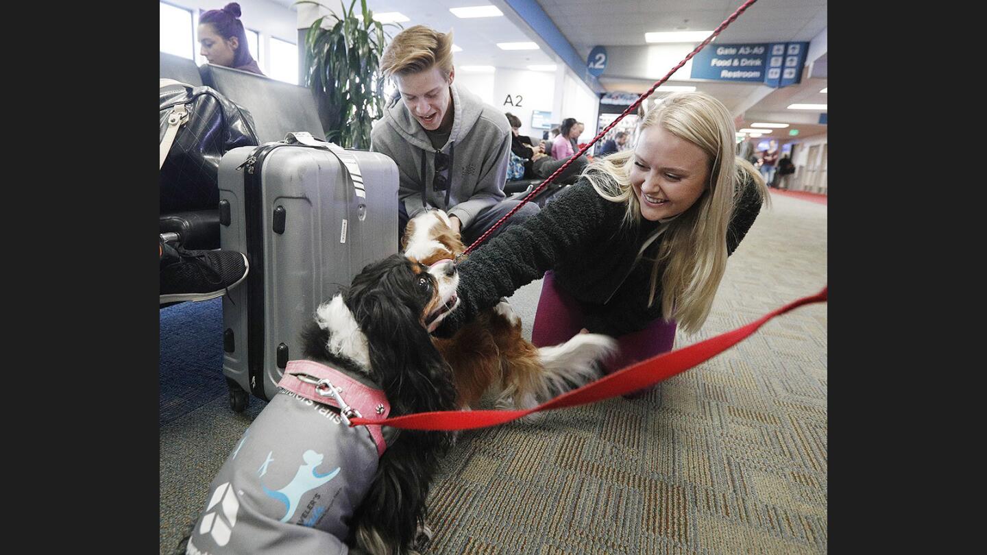 Garrett, 15, and Kaylyn Yawn, 21, of Moorepark, joyously give Cavalier King Charles spaniels Miss King Charles and Zoe pets at the Hollywood Burbank Airport on Tuesday, December 19, 2017. Volunteers with Traveler's Tails, beginning on December 14, walk the terminals at the airport with their service dog and allow passengers to spend time with the dogs before their flight.
