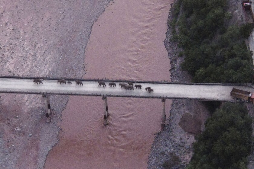 Aerial view of elephants crossing river on a highway