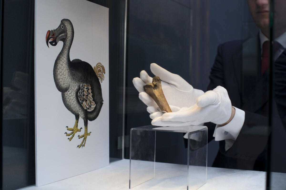 ARCHIVO - Un raro fragmento del fémur de un dodo es exhibido junto a una imagen