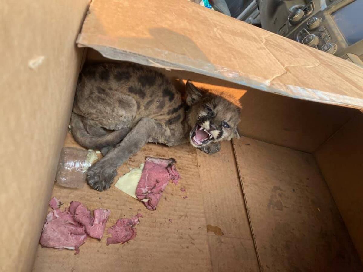 The mountain lion cub roars from the back of a cardboard box.