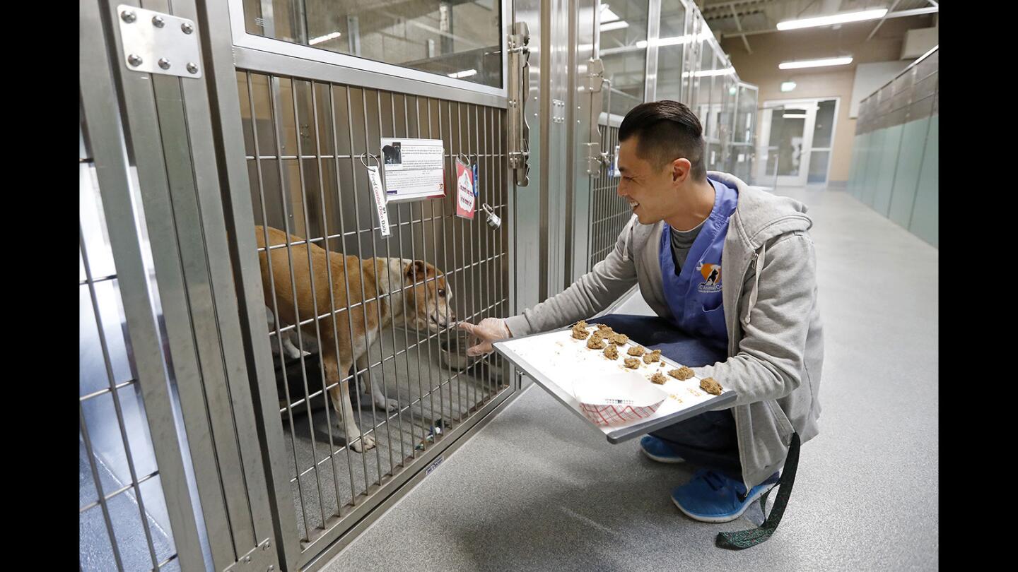 Phil Lee, a veterinarian assistant, greets a stray female boxer/pit bull, taken in two days earlier, as he goes through his morning routine of giving medication at the new OC Animal Care facility in Tustin on March 22.