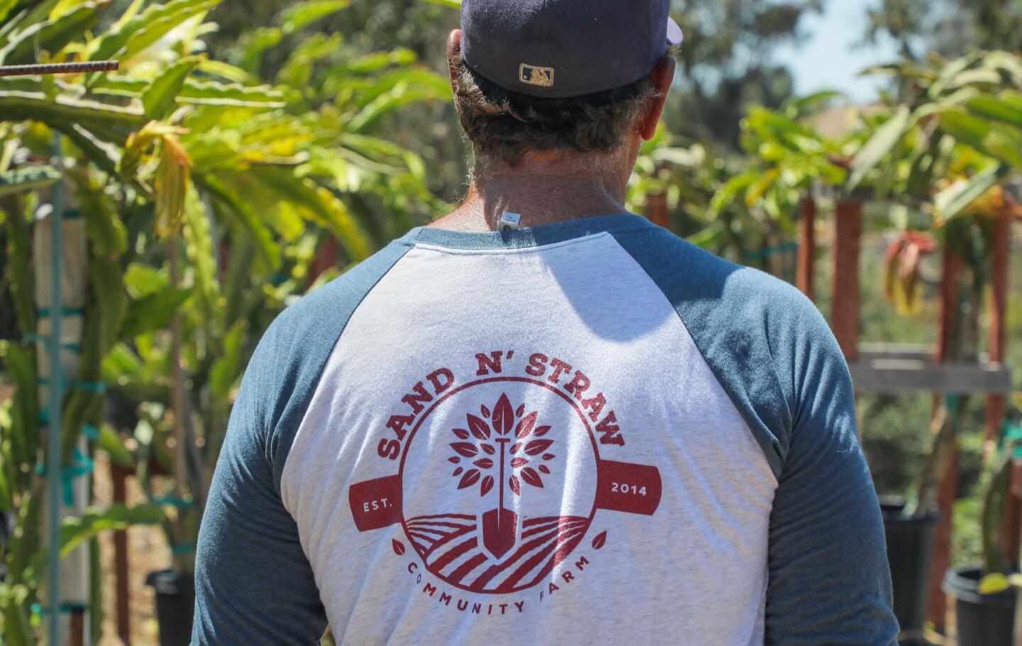 The logo of Sand N' Straw Community Farm is on the back of co-owner Richard Viles as he walks through rows of Dragon Fruit plants.