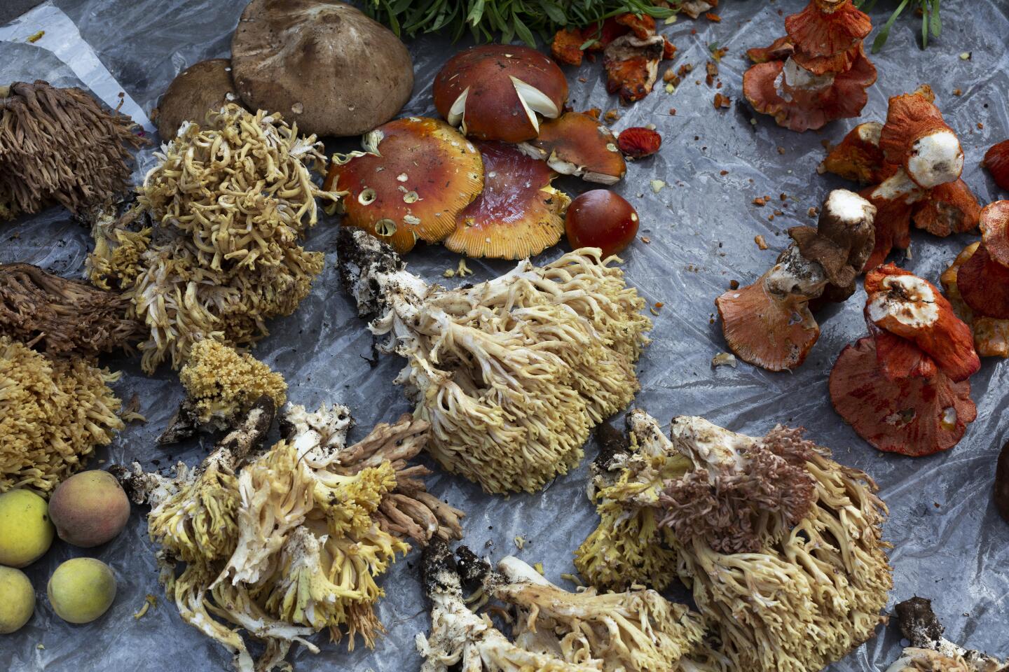 A wide variety of seasonal wild mushrooms are available for sale in Cheran’s markets from June to October. The season begins with “yuntas”, or yokes, and ends with bright orange “trompas de puerco”, or trumpet mushrooms.