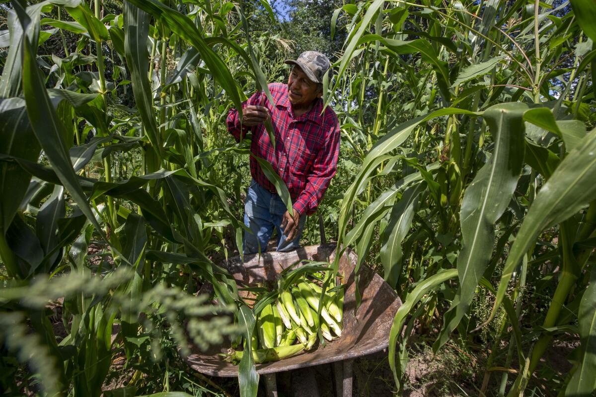 Farmer Eugene “Hutch” Naranjo harvests corn at his ancestral family farm on the Santa Clara Pueblo in northern New Mexico, Monday, Aug. 22, 2022. Climate change is taking a toll on the community, which has been home to Tewa-speaking people for thousands of years. (AP Photo/Andres Leighton)