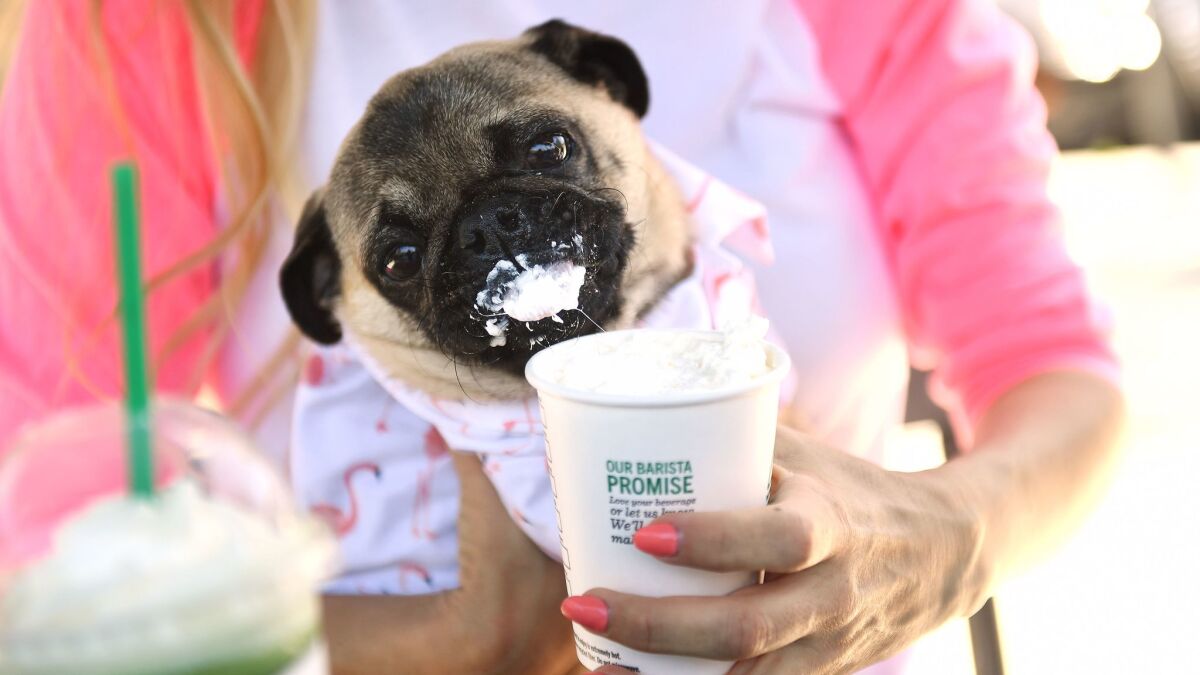 Chance, a 1-year-old pug rescued from Iran, laps up a Starbucks "Puppaccino," a cup full of whipped cream (Christina House for The Times)
