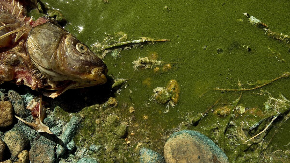 A dead fish lies next to algae-covered water.