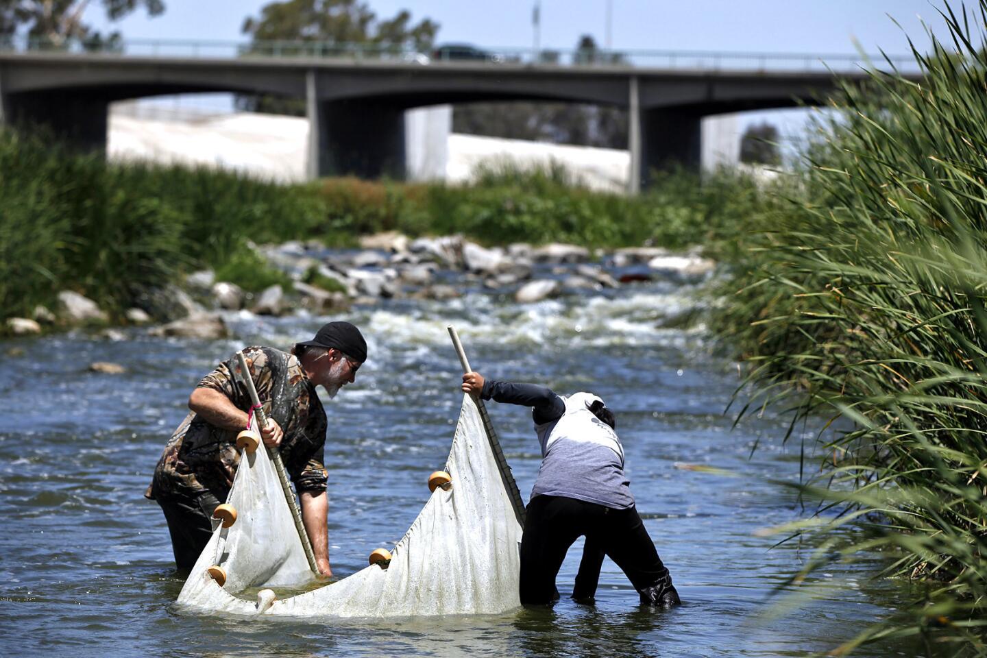 Searching for elusive steelhead trout in the Los Angeles River