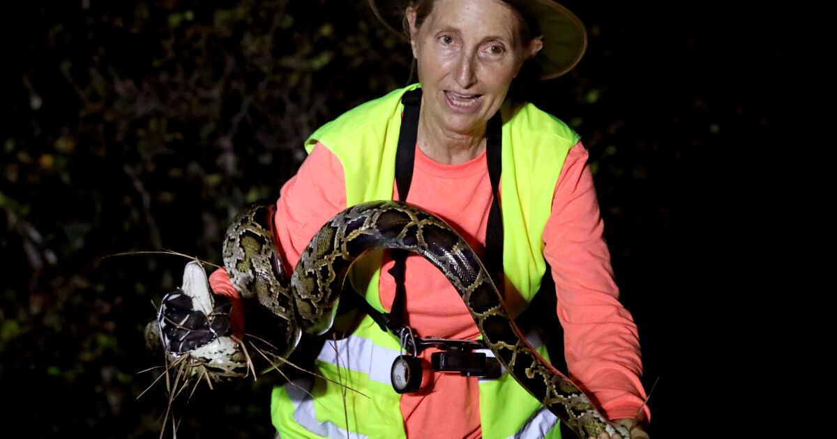 Two women are top Burmese python hunters in the Everglades