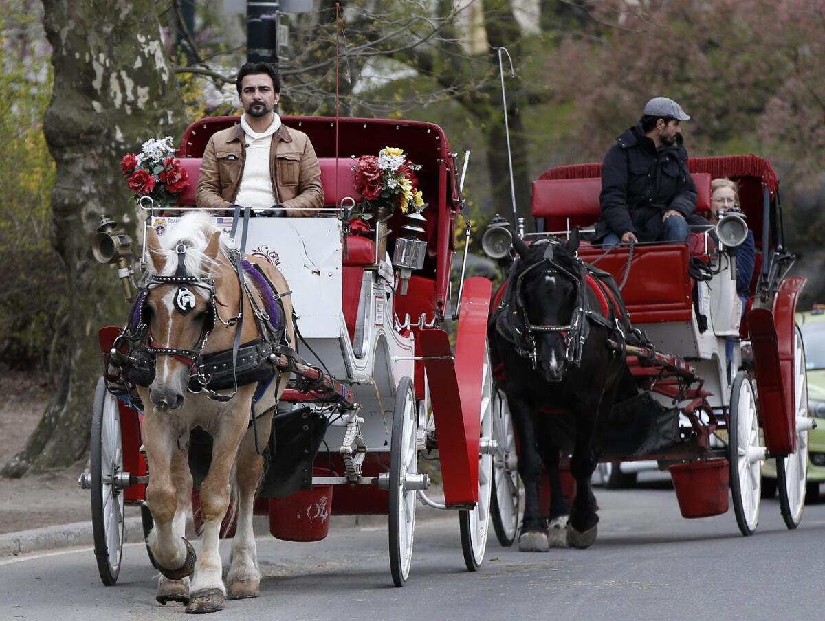 Horse carriages in Central Park have been a controversial topic. Mayor Bill de Blasio has promised to ban them, but the City Council has no such intentions.