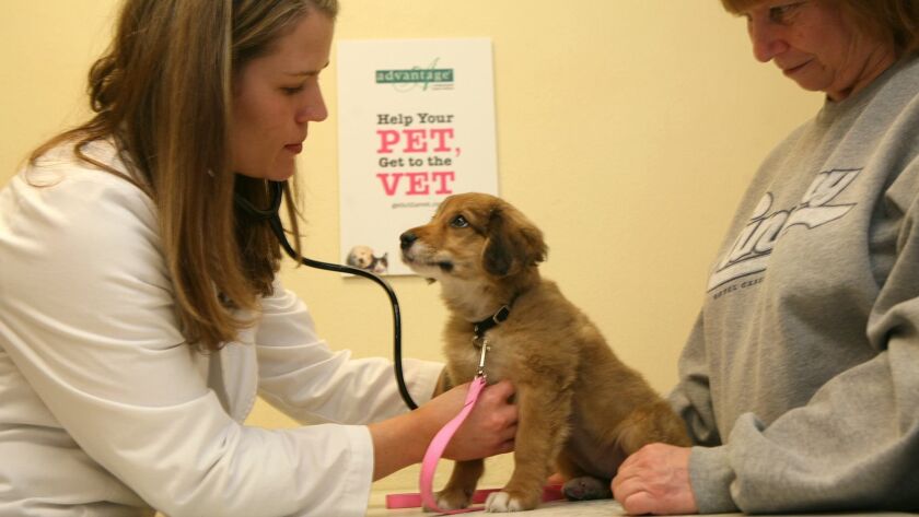Animal health experts recommend yearly testing and monthly medication to guard pets against heartworm disease.