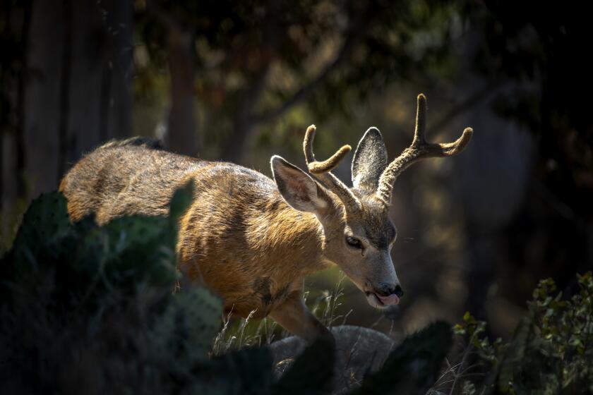 AVALON, CA - AUGUST 07: Amid COVID-19 pandemic social distancing and mask-wearing restrictions and requirements, a deer grazes on grass on a hill overlooking Avalon Harbor on a sunny summer day in Catalina Island on Friday, Aug. 7, 2020 in Avalon, CA. (Allen J. Schaben / Los Angeles Times)