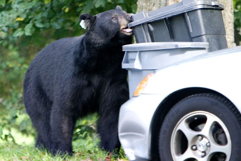 FILE - A black bear that had been previously tranquilized and removed from a Waterbury, Conn., neighborhood earlier in the year chews on a garbage container in Wolcott, Conn., Sept. 26, 2006. Connecticut lawmakers voted Friday, June 2, 2023, to take steps to protect people from the state's growing bear population. But they stopped far short of a bear hunt and restrictions on people unintentionally feeding the hungry animals. (Steven Valenti/Republican-American via AP, File)