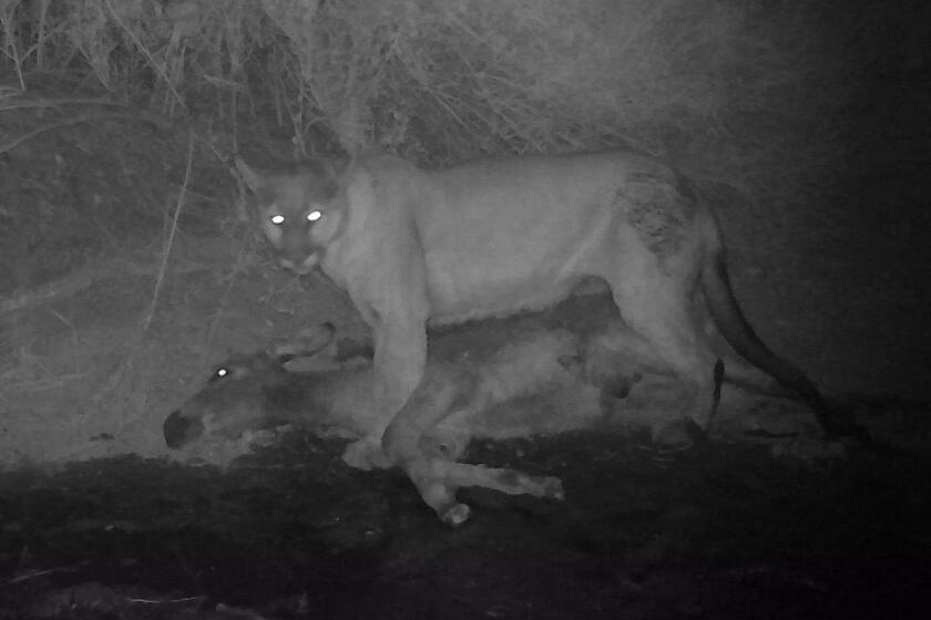 A mountain lion stands over  a wild burro in Death Valley National Park, looking at the nighttime wildlife camera.
