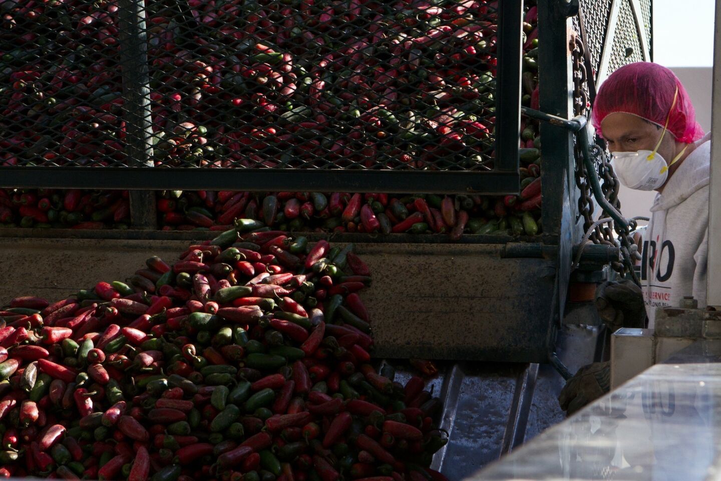 Salvador Segura oversees hybrid jalapenos unloaded from a truck at Huy Fong Foods Inc. in Irwindale.