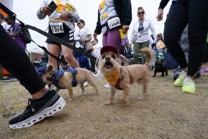 San Diego, CA - May 04: Hundreds of dogs and their owners took part in the San Diego Humane Societies 30th annual Animal Walk, held at Liberty Station on Saturday, May 4, 2024 in San Diego, CA. (Nelvin C. Cepeda / The San Diego Union-Tribune)
