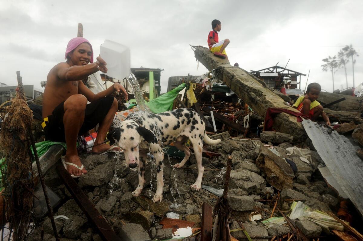 A man bathes his pet dog amid the rubble left by Typhoon Haiyan in the Philippine city of Tacloban.