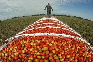 FEBRUARY 26, 2014. TEACAPAN, SINALOA, MEXICO. A cargo truck is filled to the brim with Roma tomatoes from a Cristo Rey, Sinaloa, Mexico farm. Romas are a popular salad and salsa tomato in Mexico and the U.S. (Don Bartletti / Los Angeles Times)