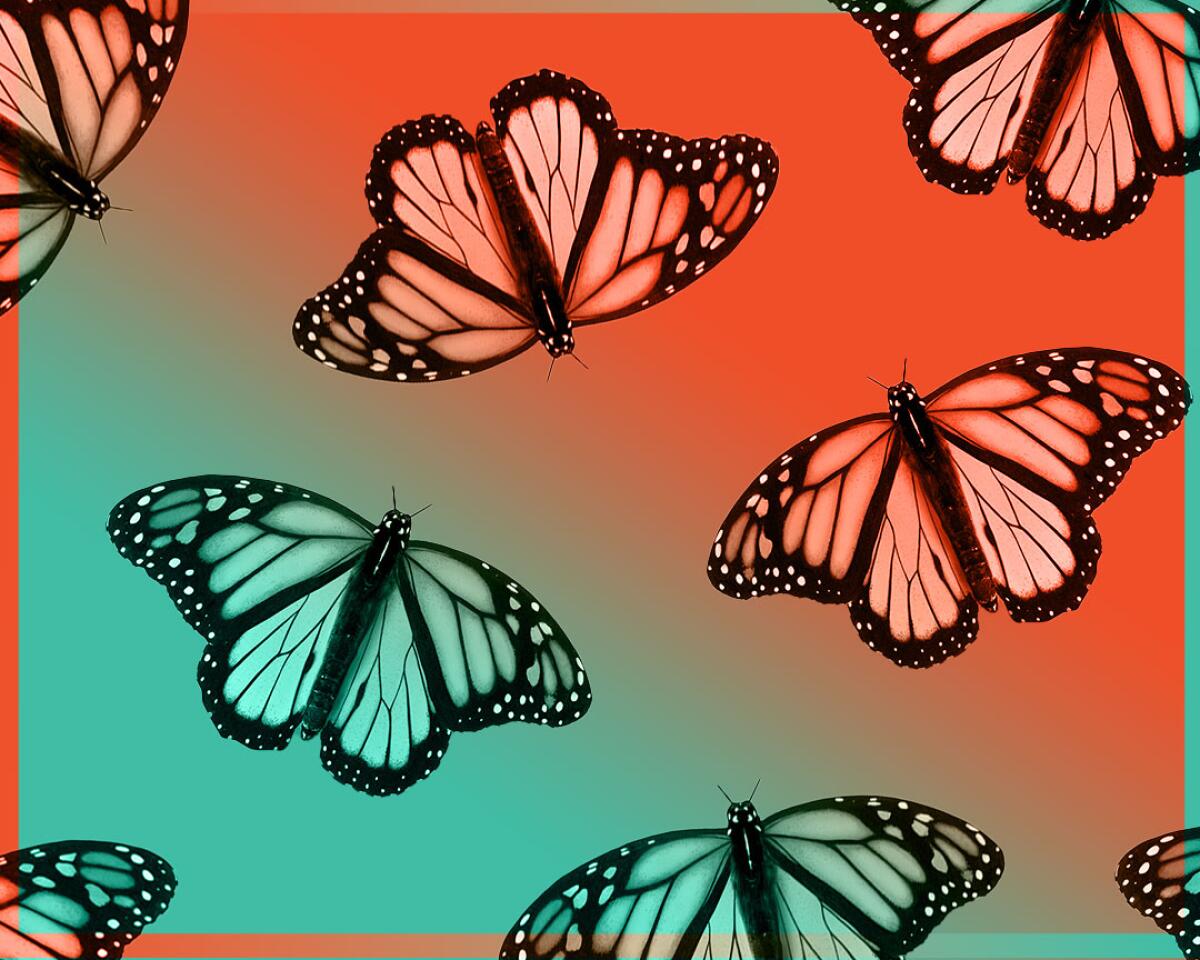 An illustration of monarchs flying across gradient background.