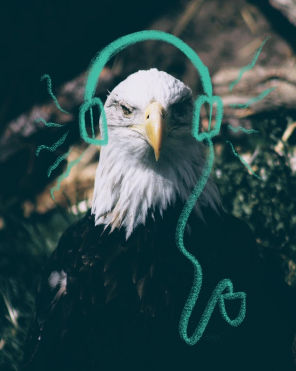 An eagle wearing headphones