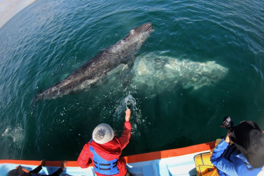 Laguna San Ignacio, Baja California -Reporter Susanne Rust in Laguna San Ignacio to report on the unusual death incidents of gray whales in 2020. (Carolyn Cole / Los Angeles Times)