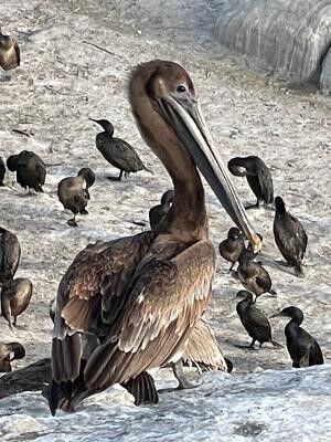 Penny Wilkes pelican and cormorants.jpg