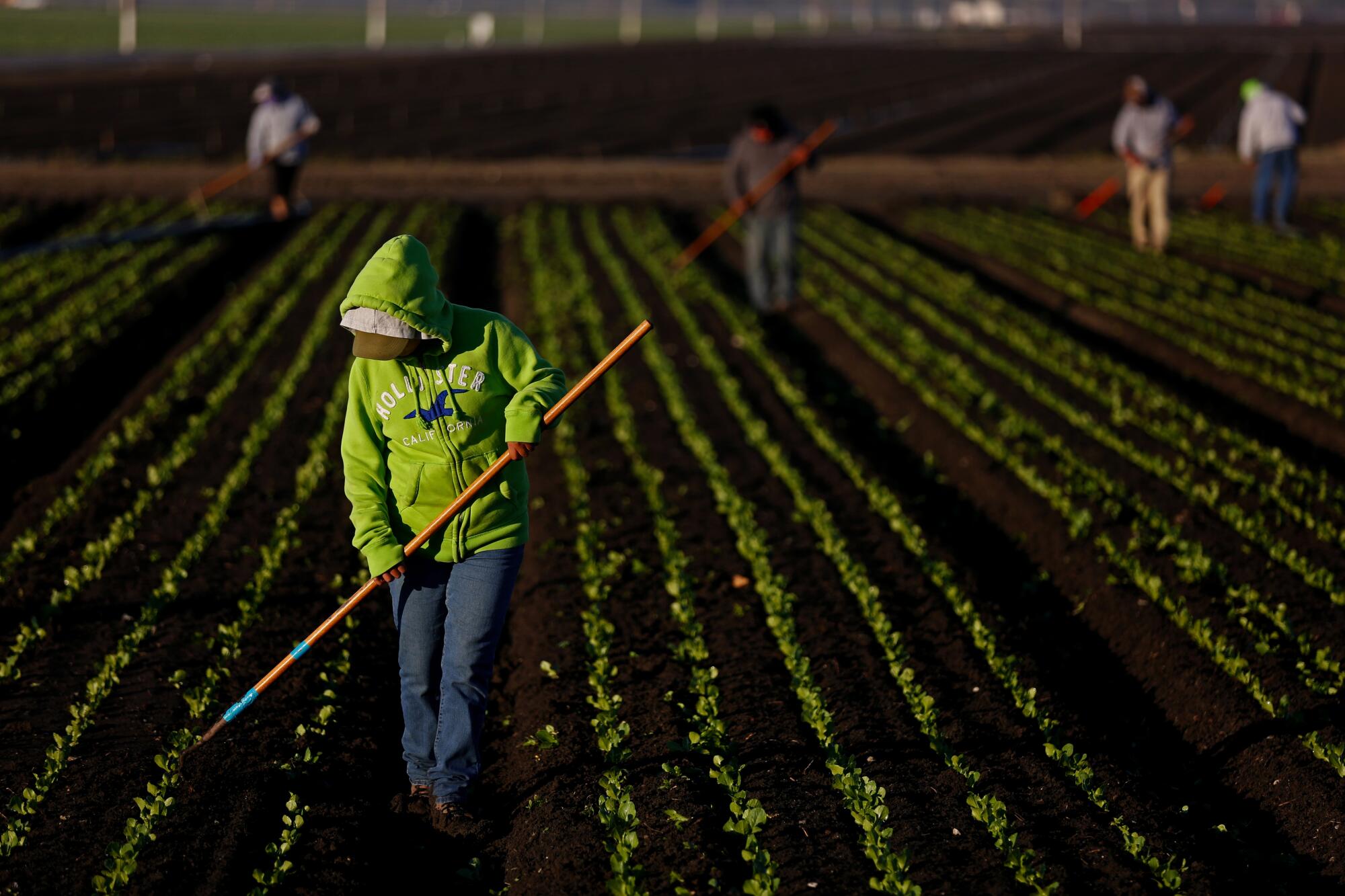 Un trabajador corta lechuga en Salinas, California.