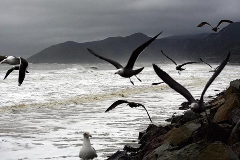 Sea gulls take flight under cloudy skies near Emma Wood State Beach, just west of Ventura.