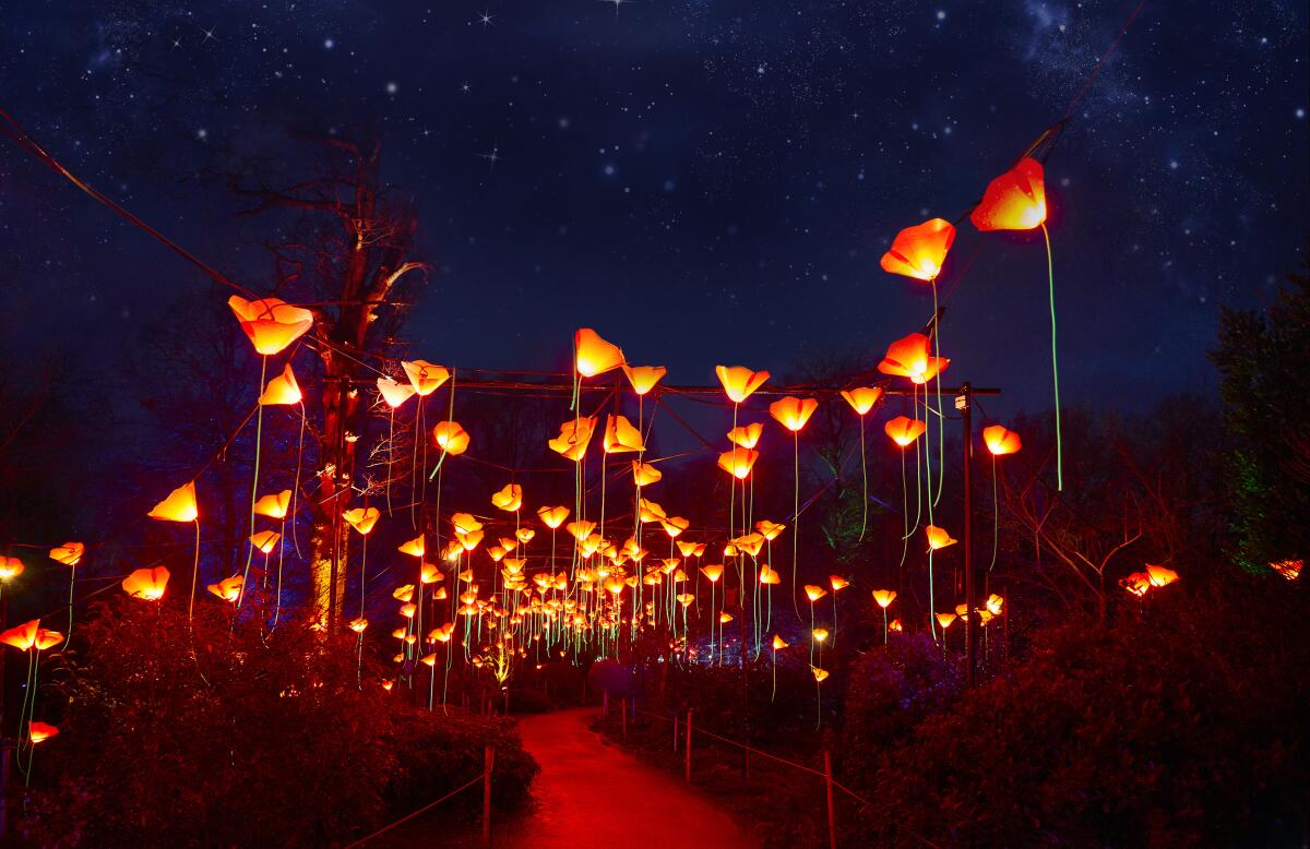 See the San Diego Botanic Garden in a new light with Lightscape ...