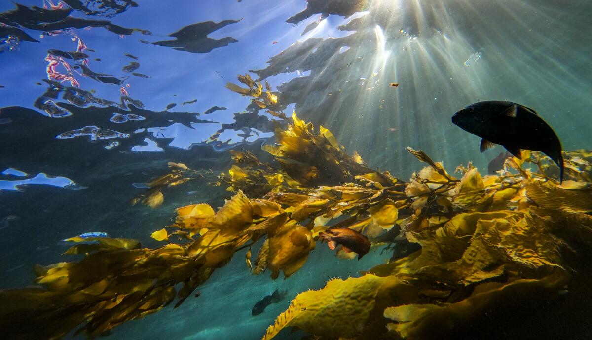 Fish swim among kelp off Catalina Island.