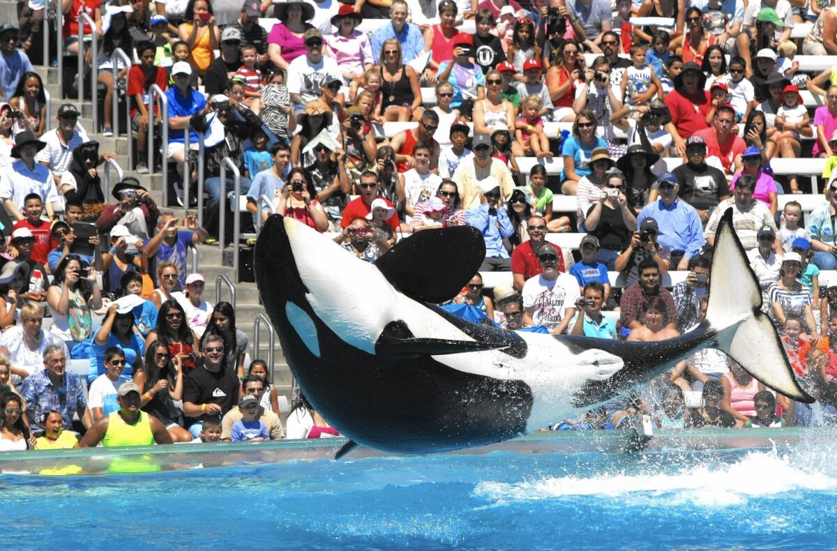 The twice-a-day killer whale shows are by far the biggest attraction at SeaWorld San Diego. Above, the crowd reacts to a trained orca at the park’s Shamu Stadium in 2014.