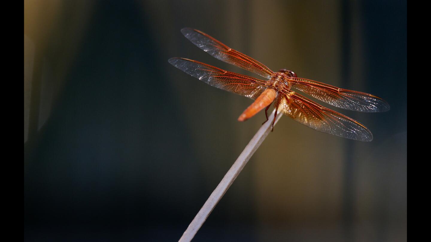 Dragonfly at Soda Lake spring