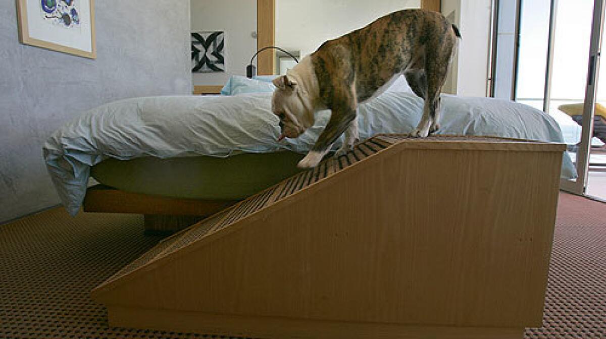 Bean, who belongs to Charles and Katie Arnoldi of Malibu, in a bedroom where a ramp was built.