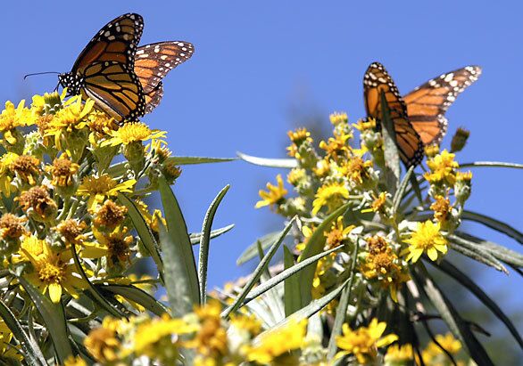 Millions of orange-and-black monarch butterflies travel from the United States and Canada each winter to reach a rural corner of Michoacan state in western Mexico.