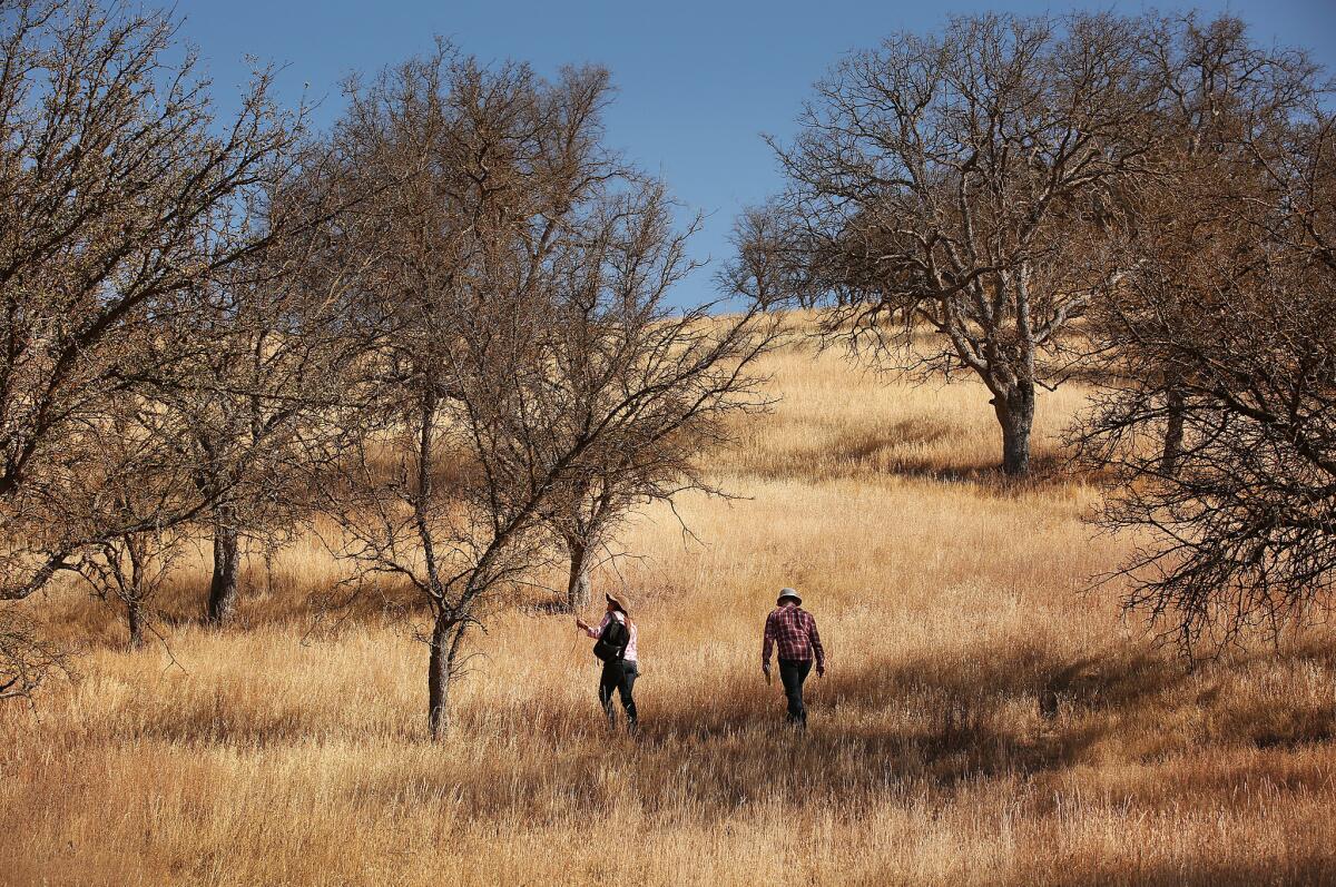 Researcher Blair McLaughlin, left, and Andrew Weitz, right, walk through Blue Oak trees looking for trees affected by the drought near Shandon, Calif.